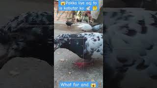 aaj to pakad liye is kabotar koallpigeondehilkabotarloves2kabootartipspigeonkidaliyvideos2 [upl. by Ahkeber437]