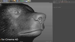 Ornatrix for Cinema 4D BETA Testing [upl. by Gaither]