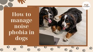 The Ultimate Guide to Managing your Dogs Noise Phobia [upl. by Ailegave937]