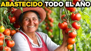 ¿Se pudren tus tomates Cultiva Tomates Perfectos desde el Día 1 en Casa [upl. by Moreland244]