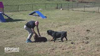 Petland Iowa City Kennel Tour 11 [upl. by Lucic]