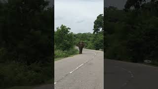 Buttala road elephant [upl. by Laryssa845]