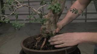 How to Bonsai  Repotting a tree and wiring in [upl. by Arehs]