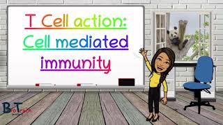 Cell mediated immunityT cell Action A level Biology  BioTeach [upl. by Yerffoeg]