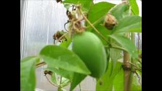 Passiflora incarnata sämling seedling 2012 [upl. by Grigson]