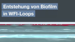 Entstehung von Biofilm in WFILoops [upl. by Lissy]