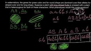 Advanced Mendelian cross problems and solutions [upl. by Argent]