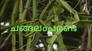 Changalamparanda  ചങ്ങലംപരണ്ട  BoneSetterVeld grape Swasthya Samvaad  MixedKerala  Discussion [upl. by Kreit157]