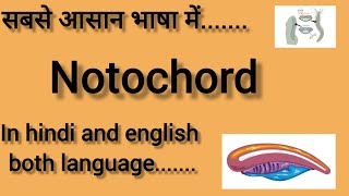 NOTOCHORD  In hindi and english  BIOLOGY  CHORDATES AND NON CHORDATES CLASS 11  NEET 2025 [upl. by Alessig]