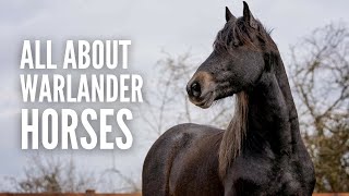 Warlander Horses Everything You Need to Know [upl. by Philbert490]