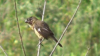 COLEIRODOBREJO fêmea SPOROPHILA COLLARIS RUSTYCOLLARED SEEDEATER COLEIRADOSERTÃO [upl. by Herwick]