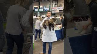 Cat Show Norwegian forest cat [upl. by Yrakcaz]