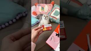 She gave this cat a new lesson shortsvideo [upl. by Reitman]