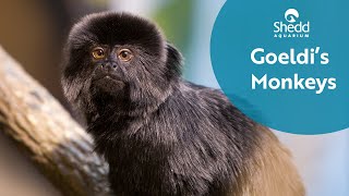 Goeldis Monkeys [upl. by Nicholl]