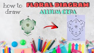 HOW TO DRAW FLORAL DIAGRAM OF ALLIUM CEPA  மலர் வரைபடம் வரையும் முறைஅல்லியம் சீபா [upl. by Tongue]