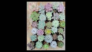 succulent succulents aloes sansevieria trending trendingshorts reels highlights [upl. by Eus]