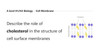 A Level H2 Biology Tuition and H1 Biology Tuition  Role of Cholesterol in Cell Membrane [upl. by Larrej]