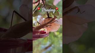 Hummingbirds amp Praying Mantises😱 naturelovers birdslover prayingmantis [upl. by Ykceb]