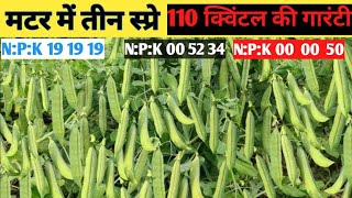 मटर में फूल व उत्पादन बढ़ाए।matar me npk spray।matar me phool kese badaye।matar me pgr [upl. by Keane]