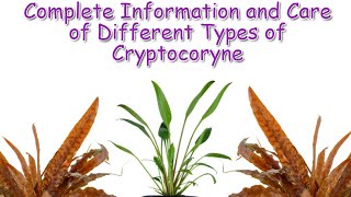 Cryptocoryne Care and Guide  Aquatic Plants Profile Episode 2 [upl. by Marcia119]