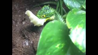 Arboreal alligator lizard Abronia graminea eating [upl. by Melania278]