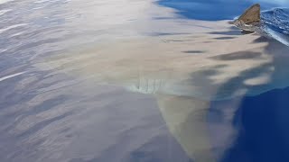 Huge Shark Scopes Out Fishing Boat  ViralHog [upl. by Essa288]