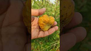 Annona spinescens fruit ripened  orange custardapple  annonecea family [upl. by Onig]