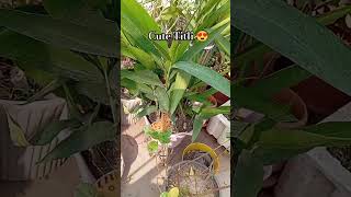 Cute titli in my garden titli feeling happy shorts [upl. by Ydarb]