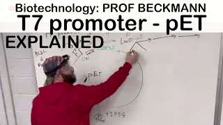 T7 promoter in pET plasmid explained [upl. by Pack425]