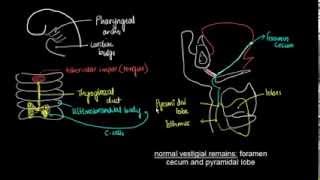 Embryology of Thyroid Gland  1 [upl. by Goldberg]