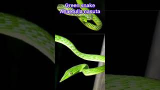 Long nosed whip snake Ahaetulla nasuta  green snake tree snake [upl. by Oniger603]