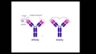 Lecture 12 Immunoassay principle and types Dr Ahmed Almenshawy [upl. by Buroker5]