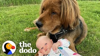 135Pound Rescue Dog Is Now A Huge Brother To His 15Pound Little Sister  The Dodo Soulmates [upl. by Knobloch820]