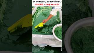 ಪಾಚಿ ಬೆಳೆದು 1 ಎಕರೆಯಿಂದ 8 ಲಕ್ಷ ಲಾಭ ಪಡಿಬಹುದಾ shorts SpirulinaFarming [upl. by Iuq611]