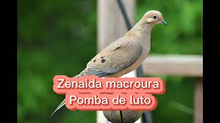 O canto da pomba de luto  Zenaida macroura [upl. by Sibilla323]