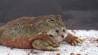 BullFrog Eats A Hamster  Warning Live Feeding [upl. by Eniarda523]