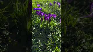 Crocuses we planted in grass🪻🪻nature mscbotany flowers worldofplants viralshorts tulipfever [upl. by Fezoj299]