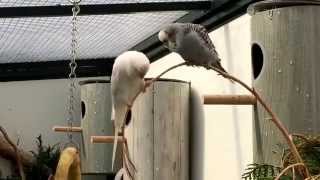 Budgies in our aviary  Grasparkieten in onze voliere Juli 2015 [upl. by Octavie63]