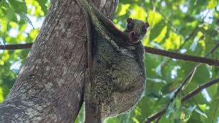 Colugos Masters of Gliding and Camouflage Rare Animal [upl. by Ecarret]