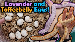 Our Lavender and Toffee Hognoses Laid Eggs [upl. by Lucian173]