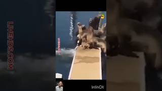 30 October super animalsfunny 🤣🤣🤣video [upl. by Laughton84]