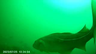 Bridlington bay wreck fishing [upl. by Elenaj]