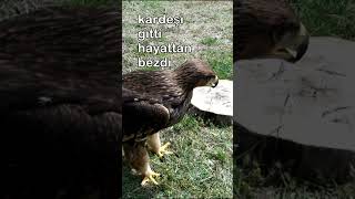 BU KARTAL HAYATTAN BEZMİŞ [upl. by Alle]