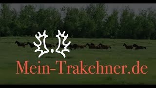 Mein Trakehner und ich  Ganz besondere Trakehner Geschichten [upl. by Leesa]