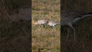 Eurasian Curlews shorts birds [upl. by Sitrik920]