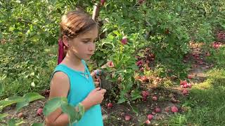 MSU Tollgate Farm The Secret Life of Trees Apple Trees and Us [upl. by Yorgerg]