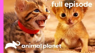 Persian Bengal and Abyssinian Kittens  Too Cute Full Episode [upl. by Wolsky]