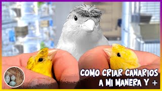 Como críar canarios a mi manera y🦜 [upl. by Karrie]