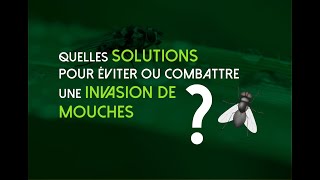 solution efficace pour lutter contre les mouches autour de la maison [upl. by Tsirc]