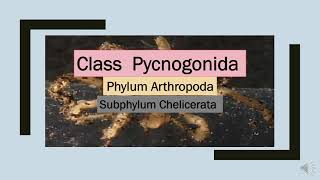 Class Pycnogonida  Phylum Arthropoda P4phylum [upl. by Atinod171]